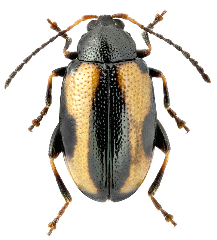 Phyllotreta  dilatata Thoms.