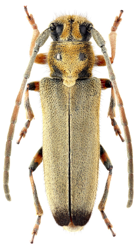 Phytoecia (Neomusaria) suvorovi Pic, 1905