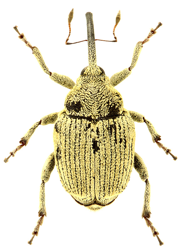 Thamiocolus sulphureus (Faust, 1885)