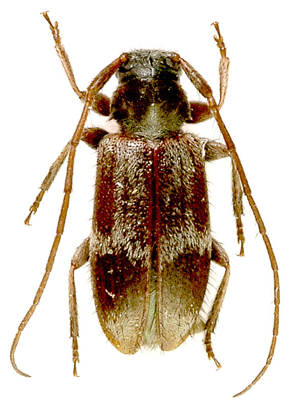 Exocentrus lusitanus 