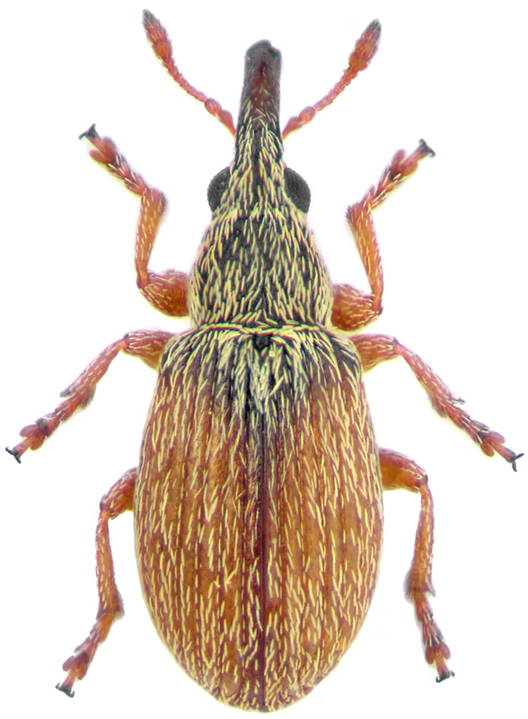 Malvapion malvae F.