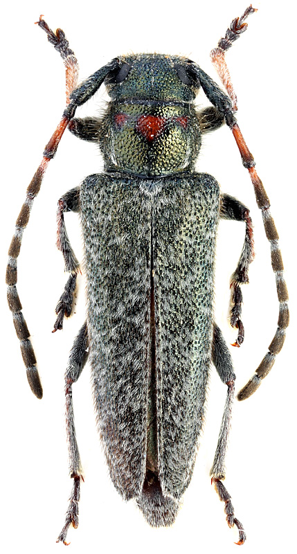 Pilemia angusterufonotata Pic, 1952