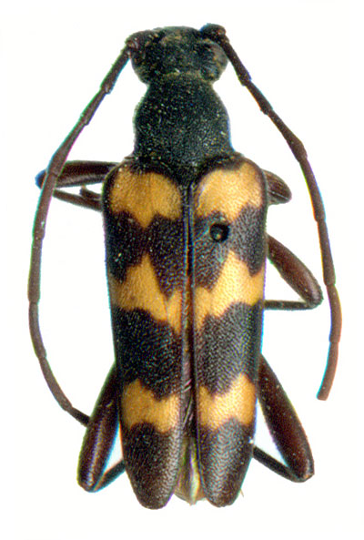 Judolia sexmaculata