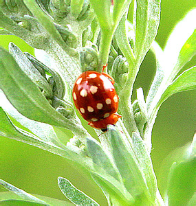 Calvia quatuordecimguttata L.