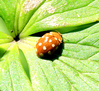 Calvia quatuordecimguttata L.