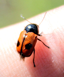 Cryptocephalus bipunctatus (L.)