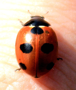 Coccinella magnifica  Redt.