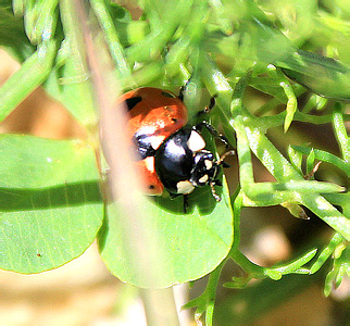 Coccinella magnifica  Redt.