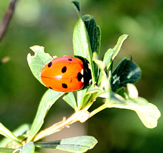 Coccinella septempunctata L.