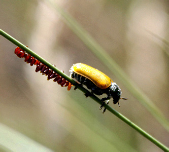 Labidostomis ? lepida Lef.