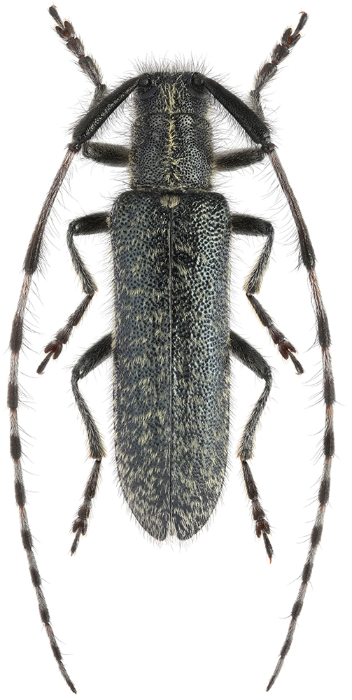 Agapanthia_daurica_D_male