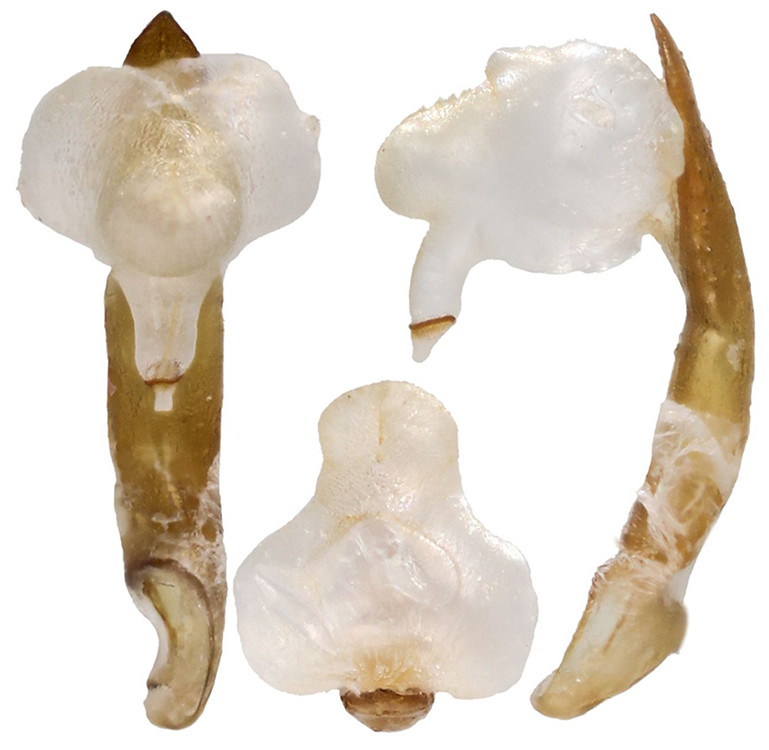 Apteroloma_kozlovi_B_male_endophallus_x5