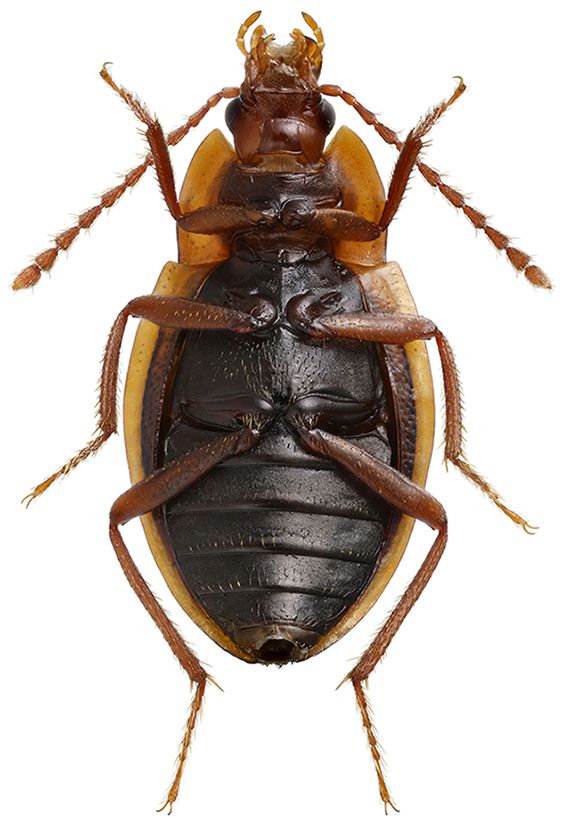 Apteroloma_kozlovi_B_male_ventral