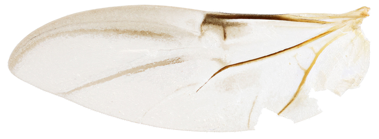 Apteroloma_kozlovi_B_male_wing