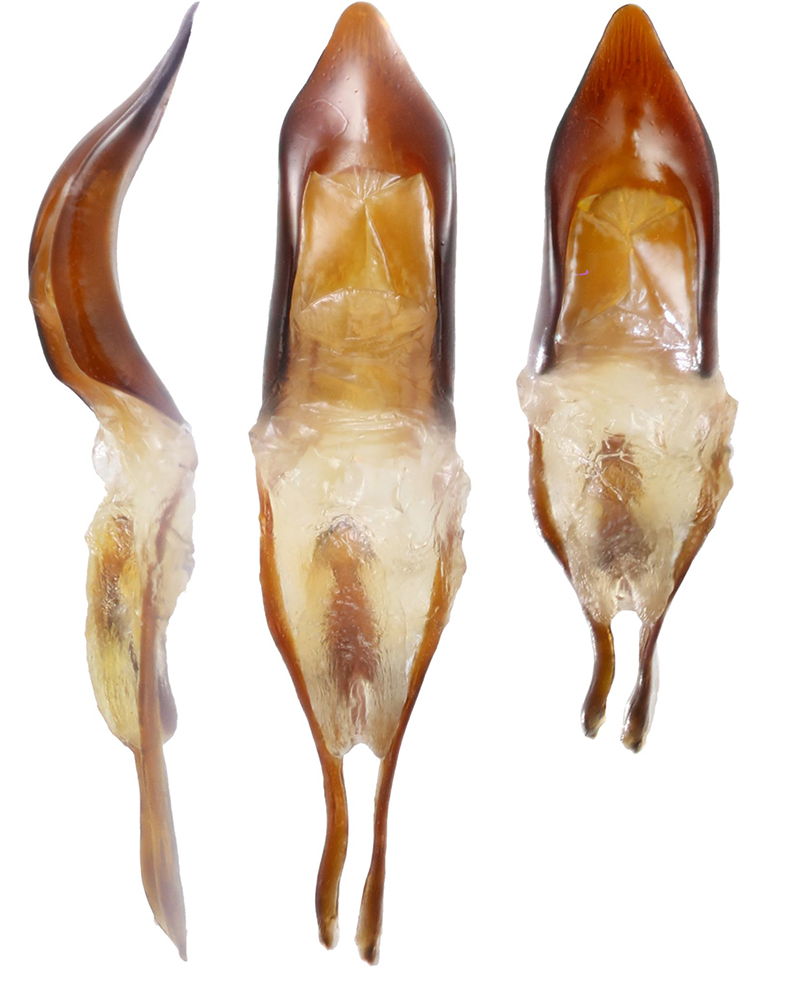 Brachypera_dauci_B_male_genitalia