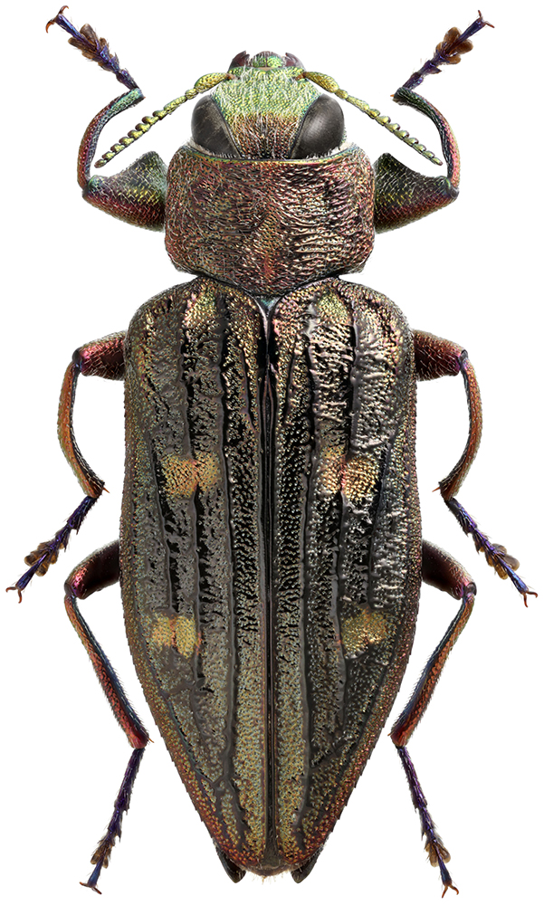 Chrysobotris_chrysostigma_A_male