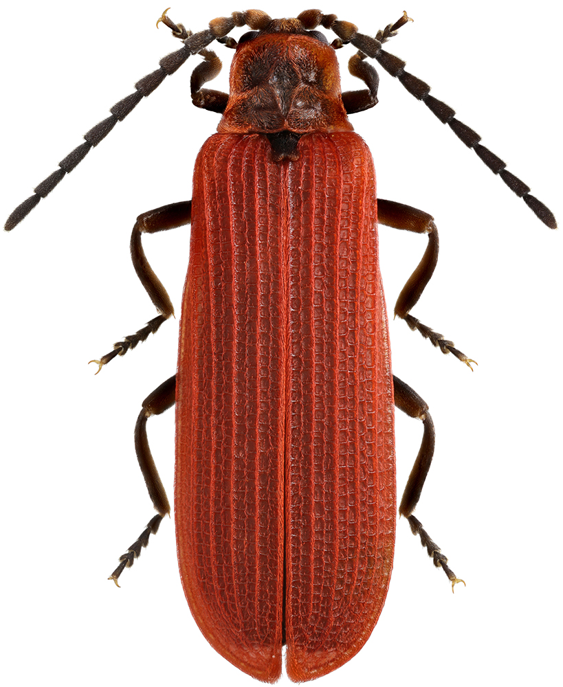 Dyctioptera_aurora_D_male