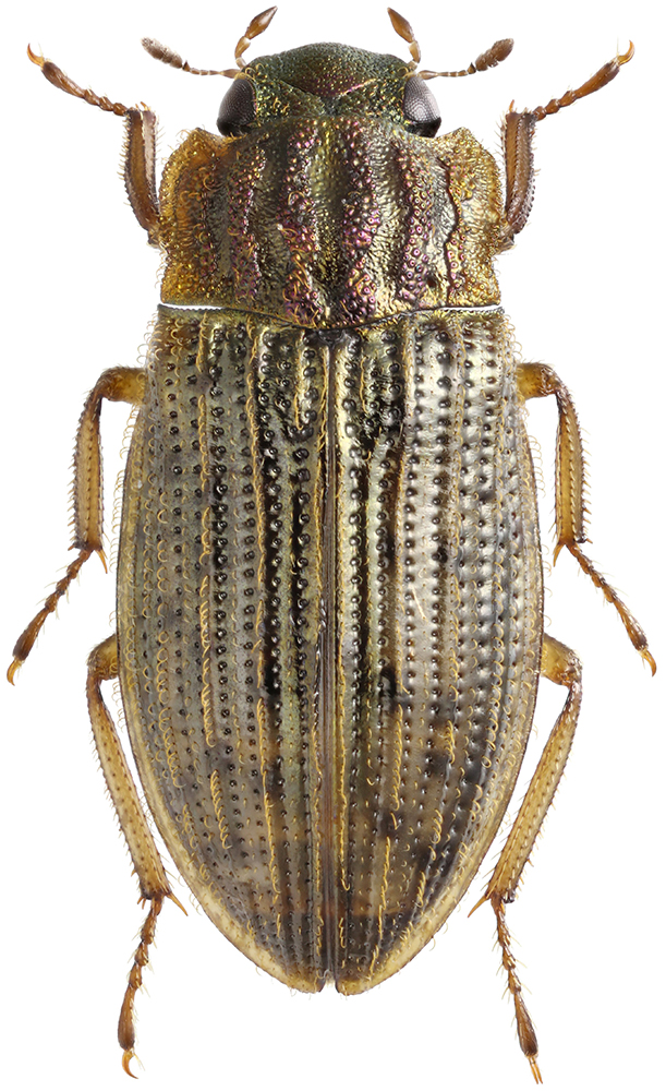 Helophorus_micans_A_female