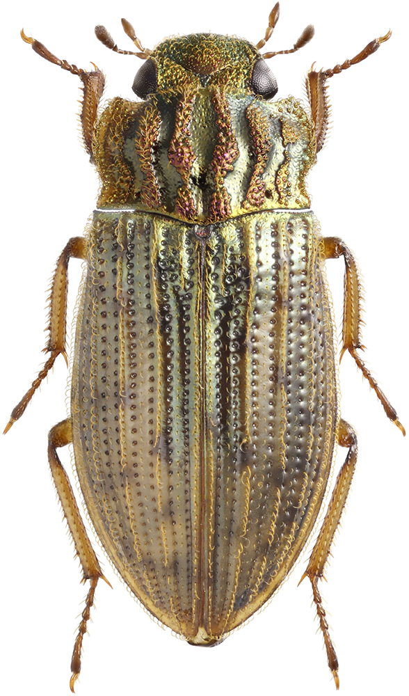 Helophorus_micans_B_male