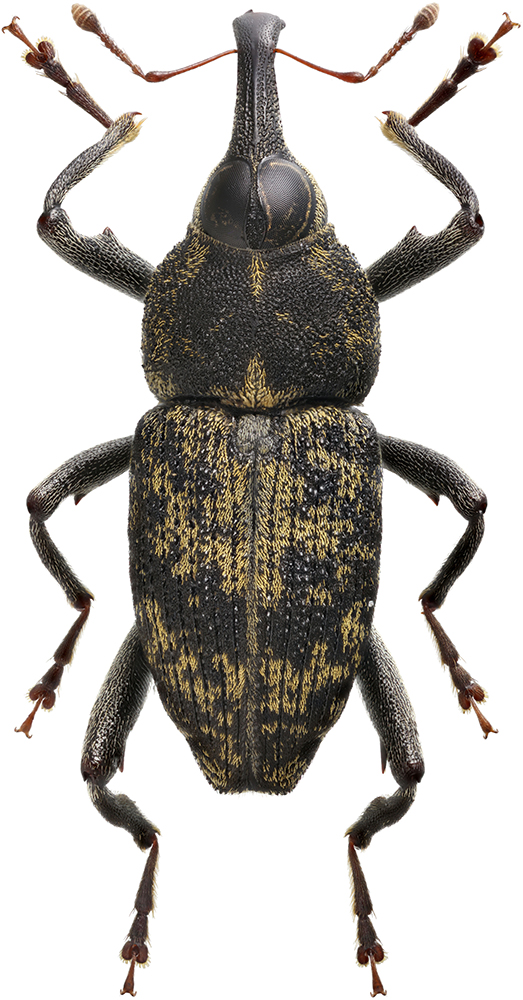 Mecopomorphus_amurensis_B