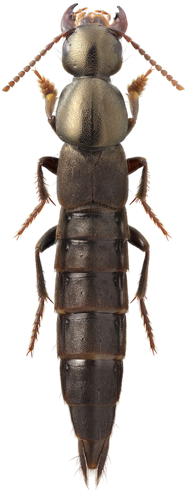 Ocypus_inexspectatus_B_male