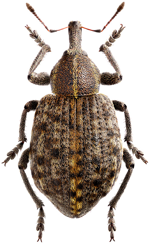 Asiodonus rugulosus Petri, 1901