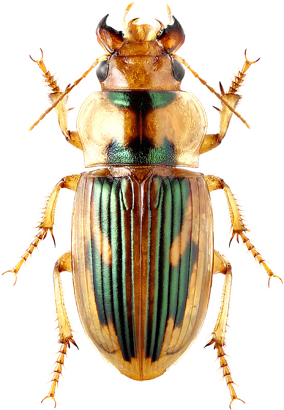 Bradybaenus opulentus Boheman, 1848