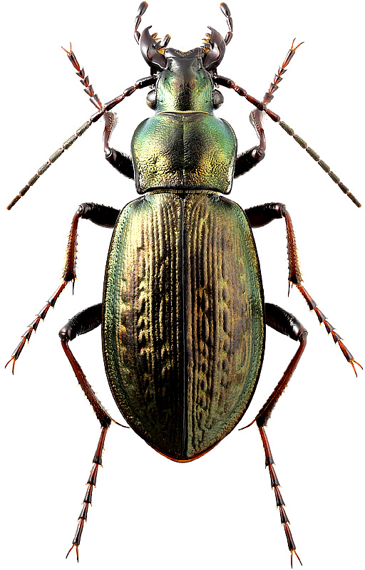 Carabus (Ophiocarabus) successor koeksuensis Kabak, 2013