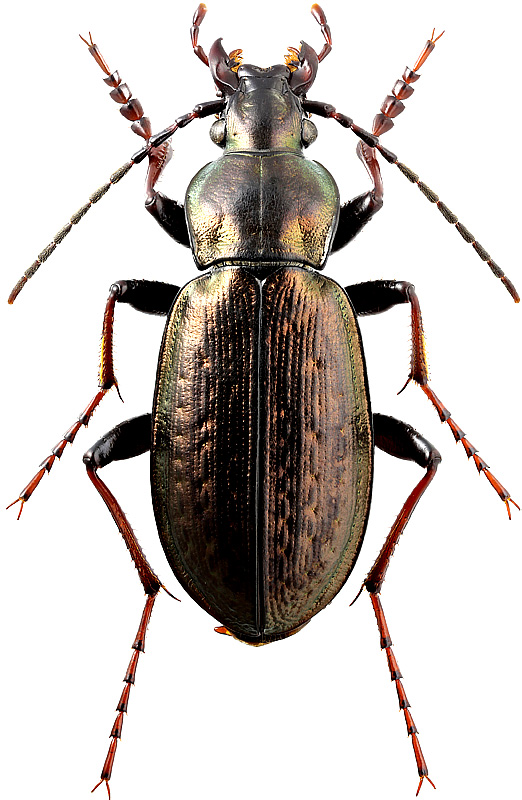 Carabus (Ophiocarabus) successor koeksuensis Kabak, 2013