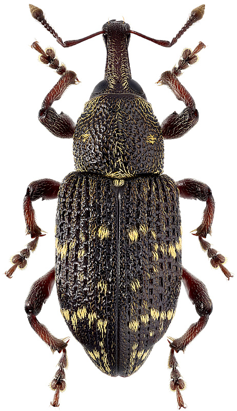 Hylobius pinastri Gyll., 1813