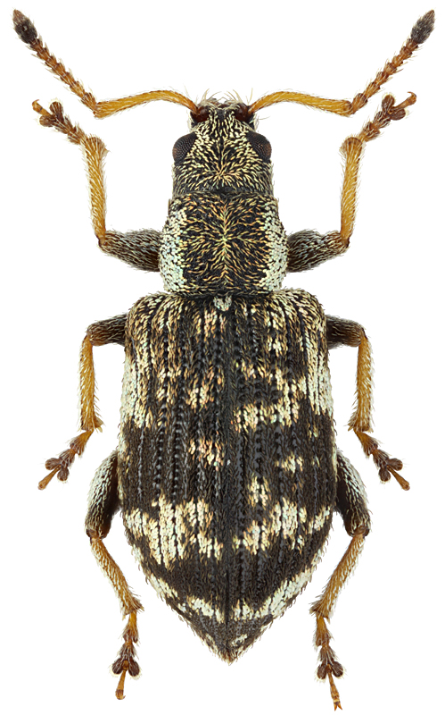 Oedecnemidius varius (Brulle, 1832)