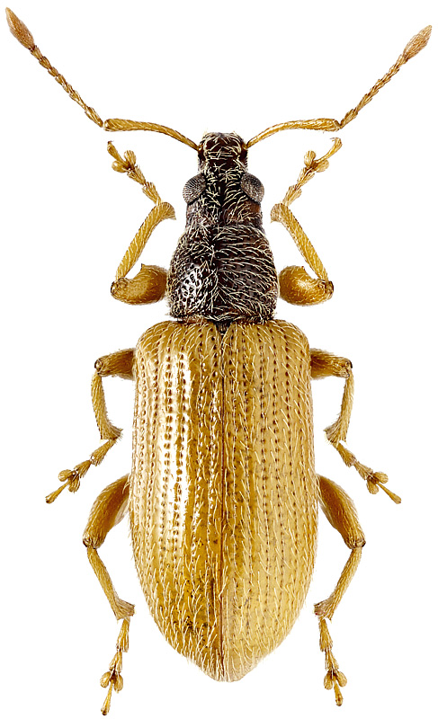 Phyllobius oblongus L., 1758