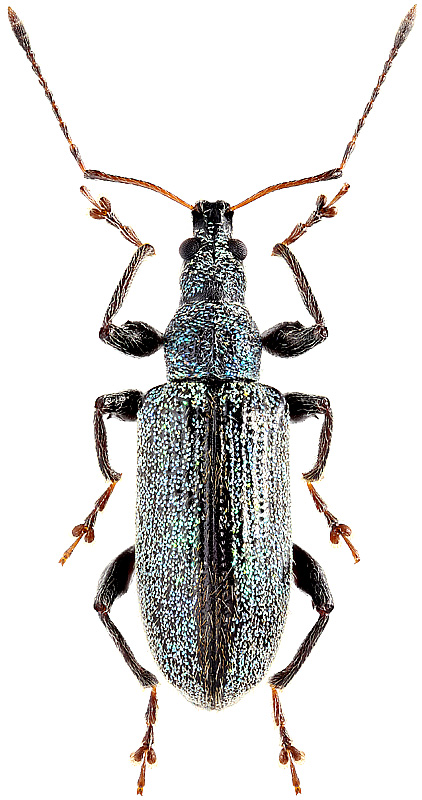 Phyllobius picipes Motsch., 1861