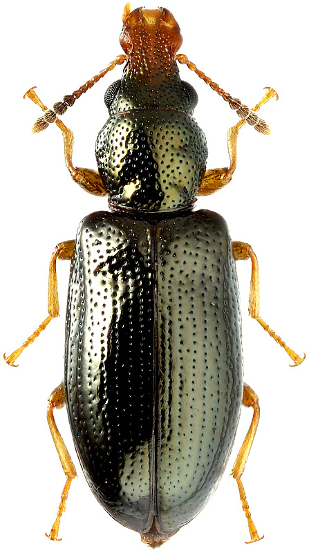 Salpingus planirostris F., 1787