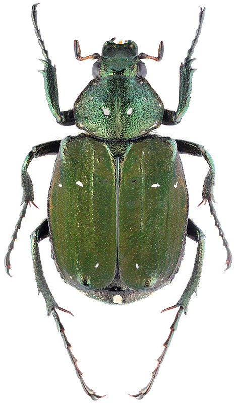 Gnorimus subopacus viridiopacus Lew., 1887