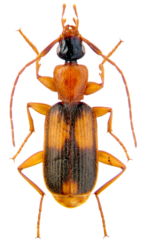 Zuphium (Zuphium) olens (P.Rossi, 1790)