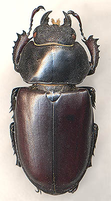 Lucanus cervus, female