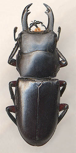 Macrodorcas rubrofemoratus, 