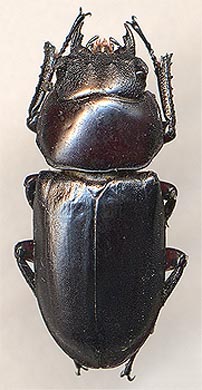 Macrodorcas rubrofemoratus, 