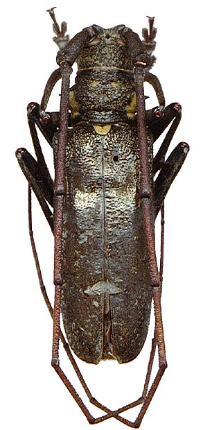 Monochamus grandis  - male