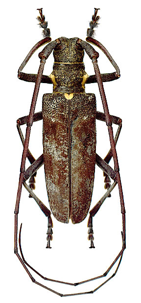 Monochamus grandis  - male