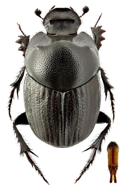 Euonthophagus gibbosus (Scriba, 1790)