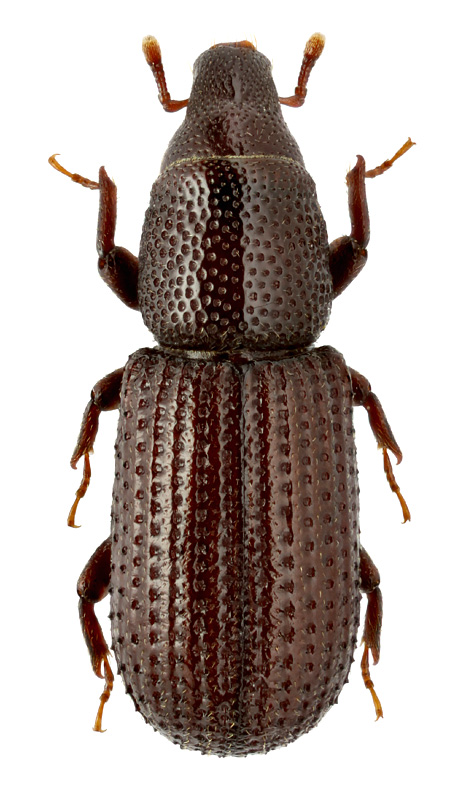 Hexarthrum exiguum (Boheman, 1838)