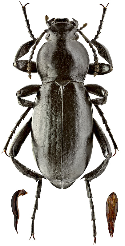 Prosodes irinae Skopin, 1964