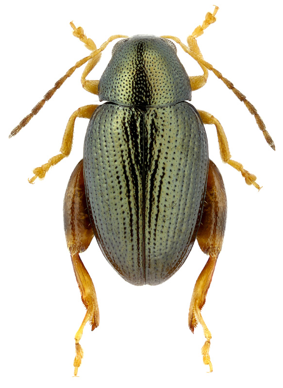 Psylliodes cucullatus (Illiger)