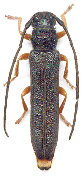 
   Oberea (Amaurostoma) erythrocephala  