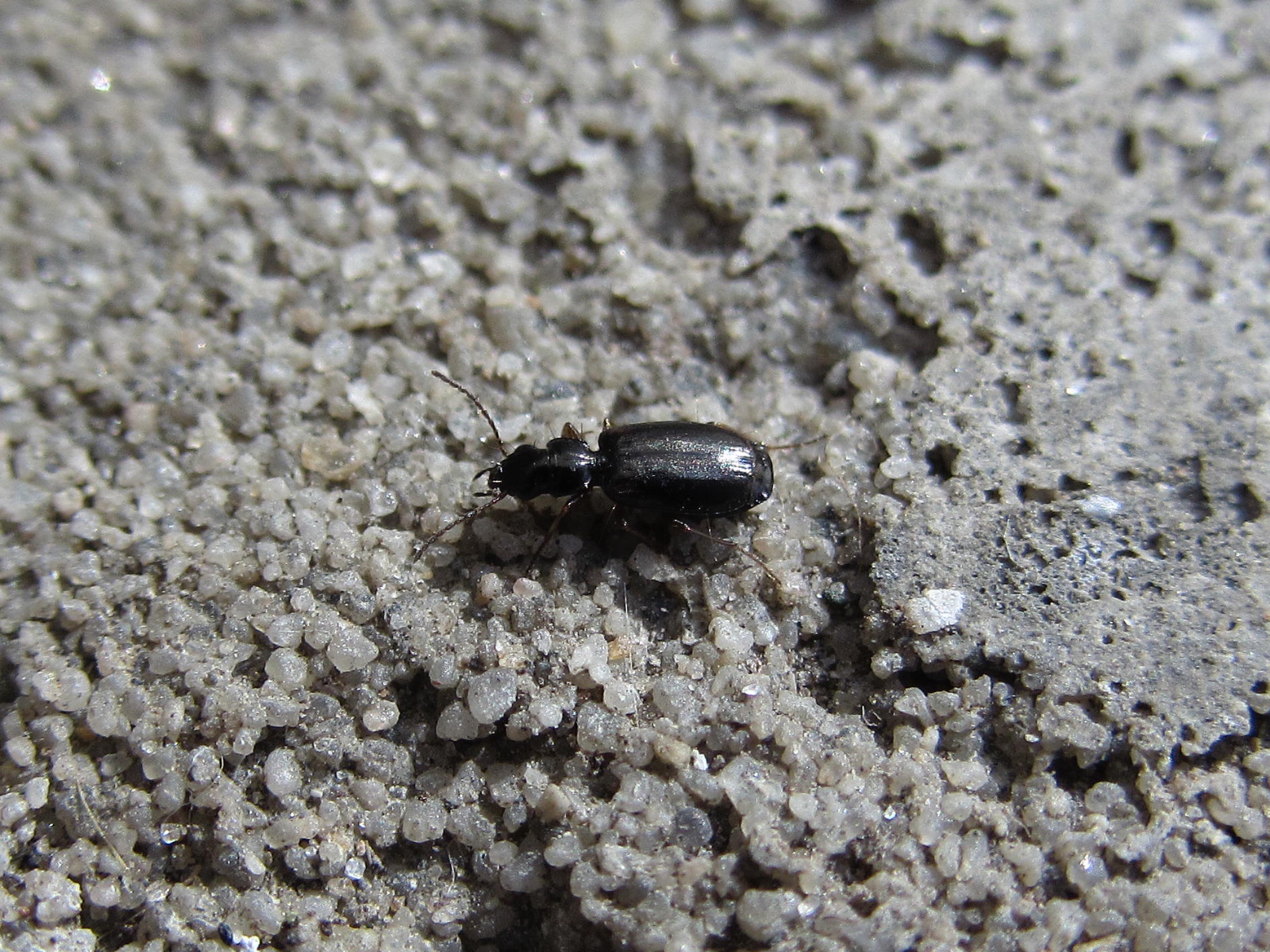 фото маленьких жуков