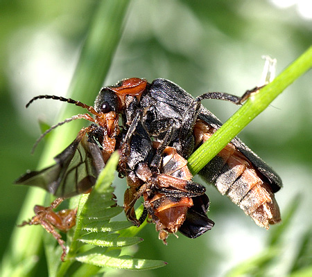 Cantharis fusca Linnaeus, 1758