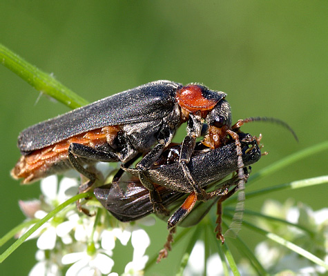 Cantharis fusca Linnaeus, 1758