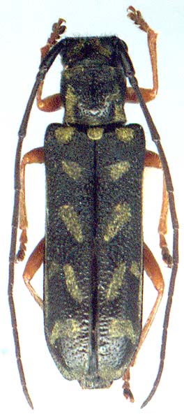 Paramenesia theaphia